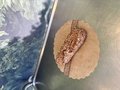 Meergranen harde pistolet
