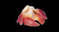 Hokkigai sashimi