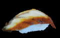 Unagi nigiri