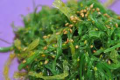 m77.Chuka Wakame