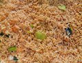 Nasi Goreng Circa 250 gram. ( 1 pers.)