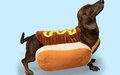 Hotdog met saus naar keuze PROBEERPRIJS ALLEEN VANDAAG €2.95