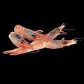 Ama-Ebi sashimi