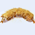 Rode Dragon Uramaki (8st