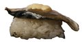 Flames Saba Nigiri 15