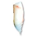 Zeebaars nigiri