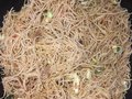 Mihoen goreng