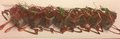 Spicy red dragon 1p 8st