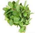 Fresh Mint 1 bunch