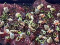 Carpaccio