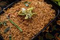 Nasi Goreng