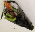 539. Unagi/paling temaki