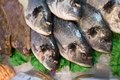 Verse Dorade heel ca 450 gram per stuk
