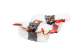 Tako