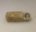 360. spicy garnaal roll