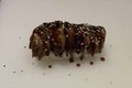 34.Unagi shell roll