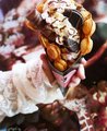 BUBBLE WAFFLE