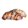 Nigiri Seared Salmon