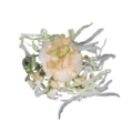 148. Coquille
