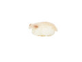 Nigiri Corvina