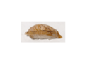 71. Suzuki nigiri 1st.